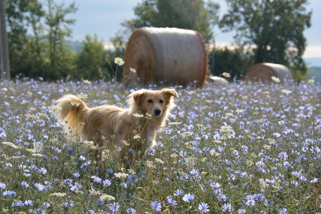 Agriturismo Il Sasso 安吉亚里 外观 照片